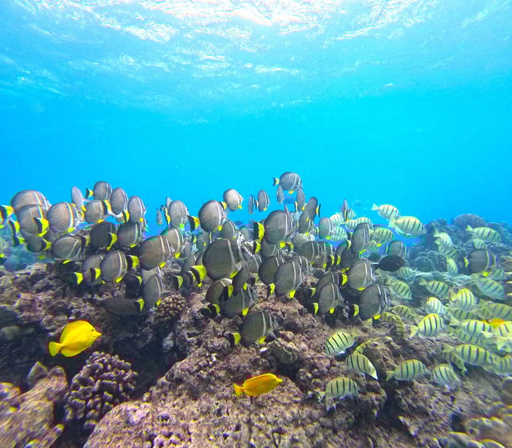 hanauma bay snorkel